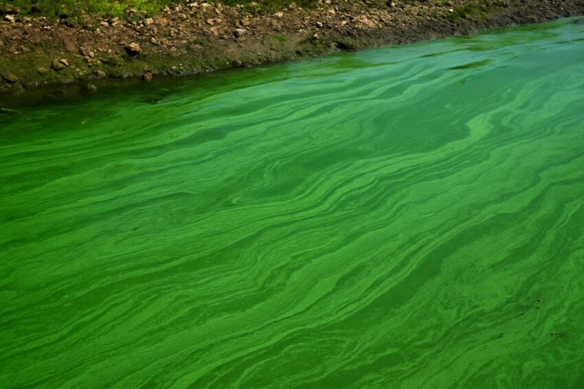 Toxic algae bloom