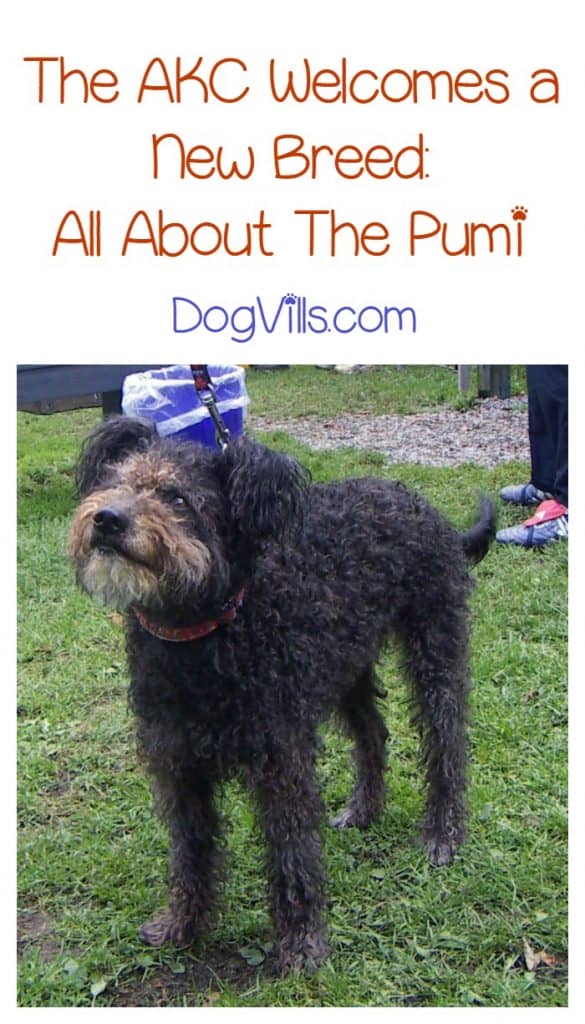 Have you heard? The AKC just welcomed their 190th dog breed! Come learn all about the lively, energetic Pumi and find out what this means for him!