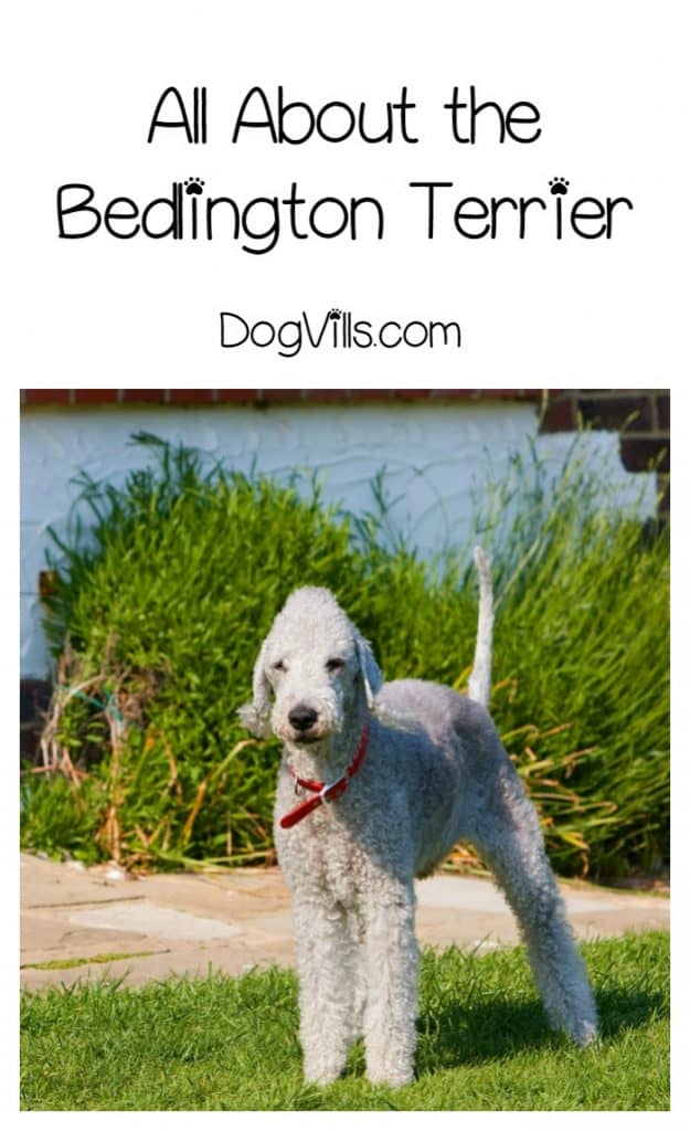 The Bedlington Terrier is one of the most famous dogs with a charming personality. Is he also hypoallergenic? Find out!