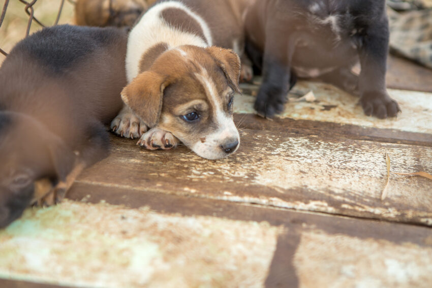 Puppy Mill Regulations