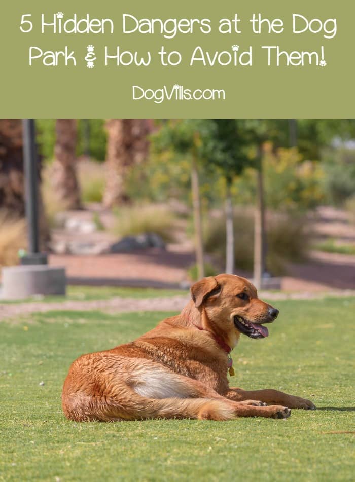 Dog parks are a great place to exercise and socialize your dog, but they can also be a breeding ground for illnesses and injuries. Check out the top 5 hidden dangers at the dog park and how to avoid them.