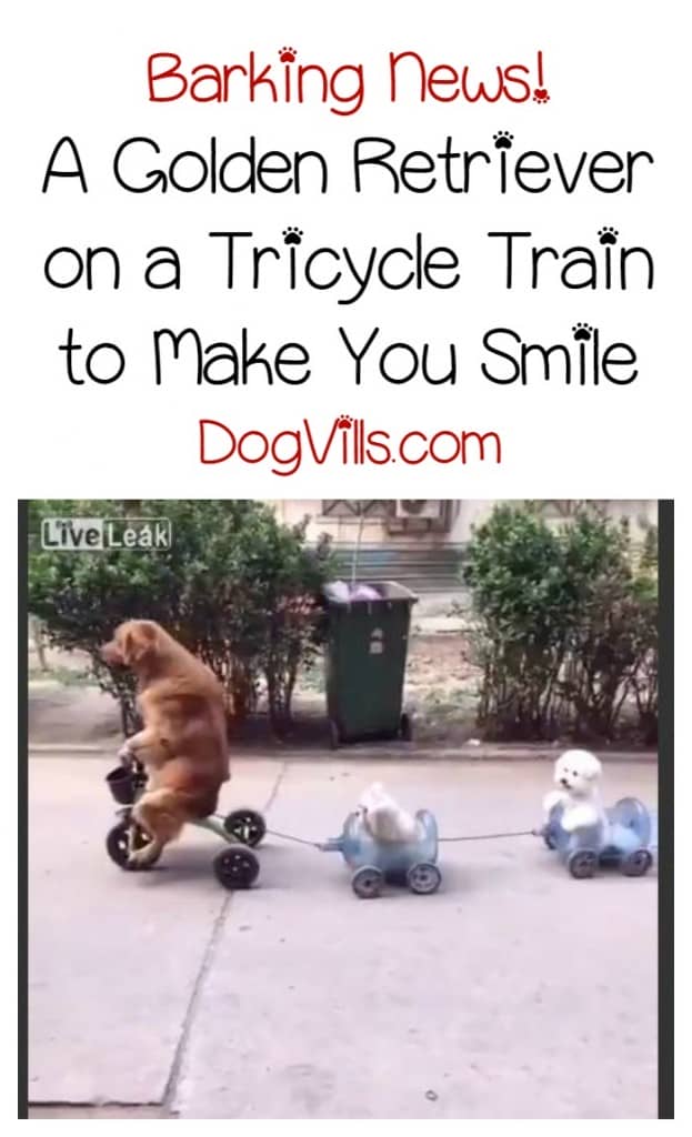 This golden retriever riding on a tricycle train will make you smile! Check it out!