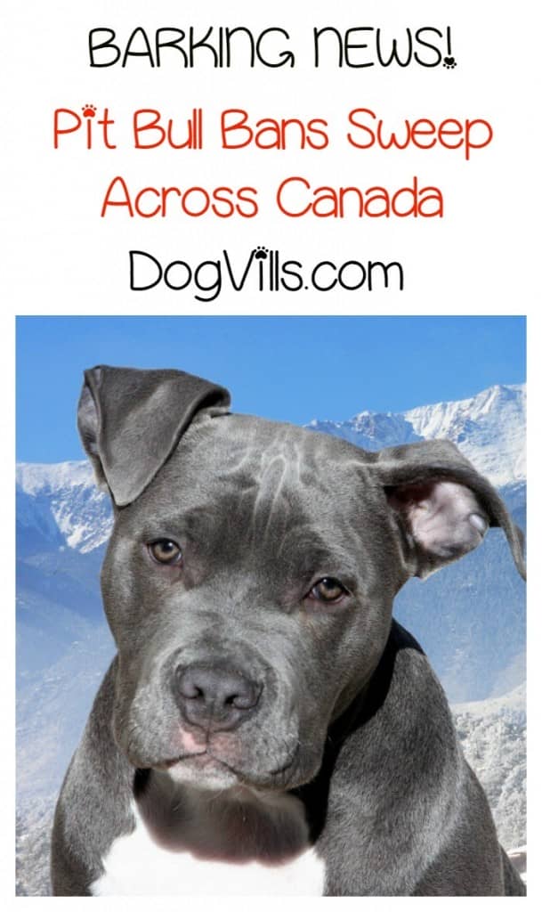 Pit bull bans are sweeping across Canada, and now Montreal joins the breed-specific legislation party with a proposed ban of their own.