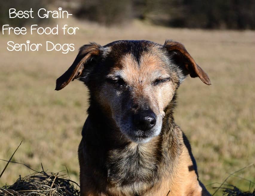 Picture of Senior Dog Food - Going Grain Free with Confidence - DogVills