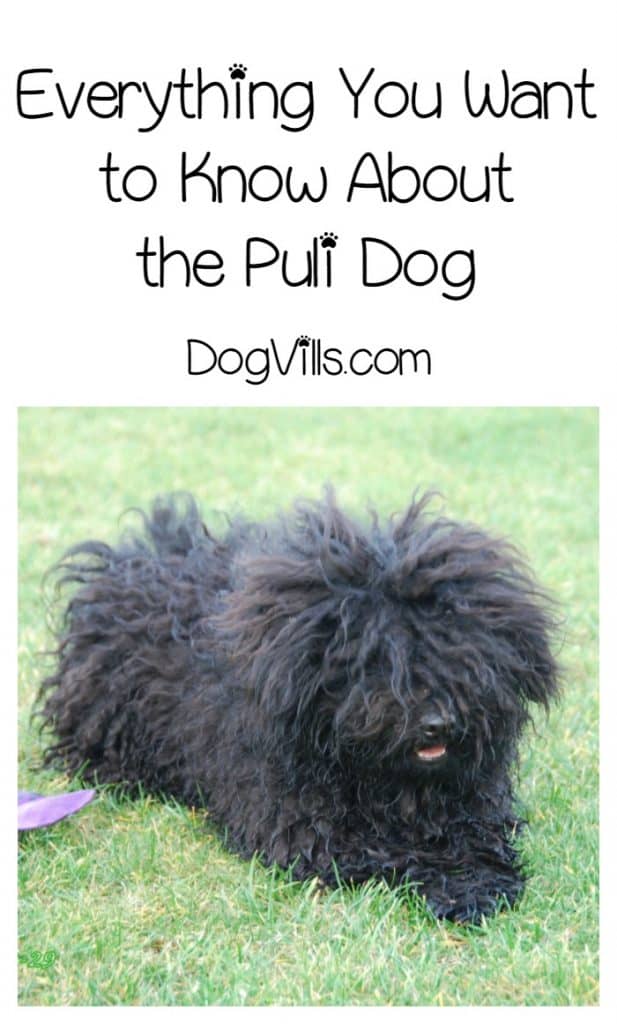 Thinking about getting a Puli? Learn all about this unique dog breed and find out if he's good for your allergies too!