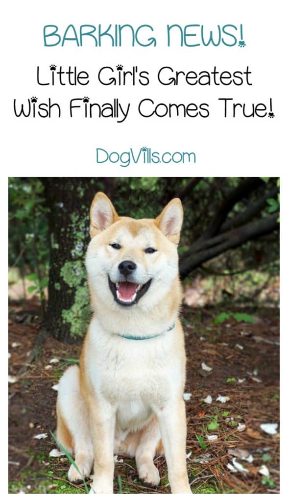 Colette Francisco's greatest wish for a puppy finally came true after six years, and her reaction will absolutely melt your heart. Check it out!