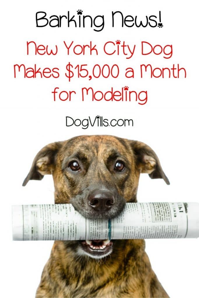 This dog is making $15K a MONTH modeling men's wear and it is insanely cute. Check it out!