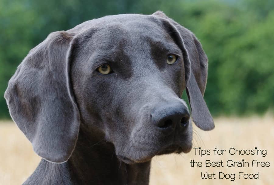 View of What is the Best Grain Free Wet Dog Food?