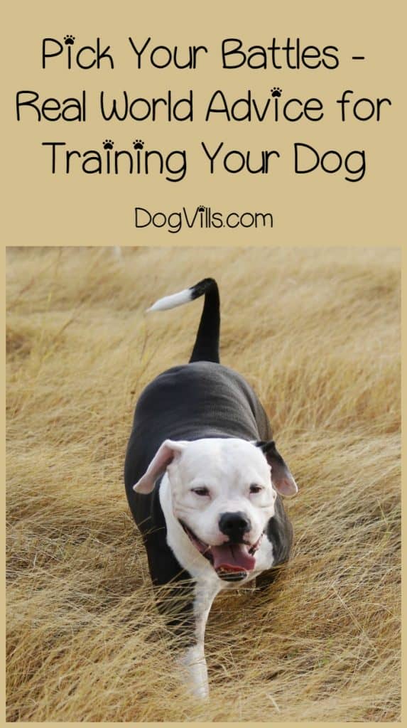 Want to know how to train your dog? Pick your battles! Simple as that! Check out more training tips to see what we mean!