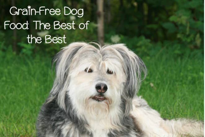 Picture of What are the Best Grain Free Dog Food Brands?