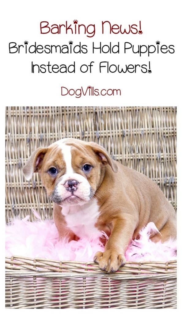 LOVE this heartwarming story about bridesmaids holding puppies instead of flowers at a wedding. So sweet! Check it out!