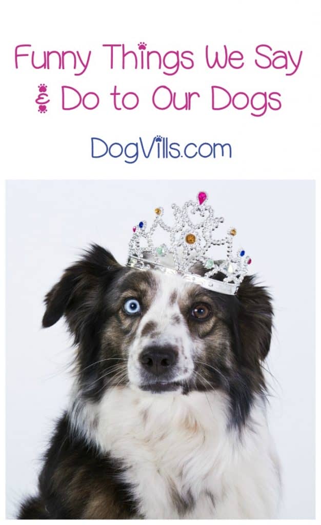 Need a dose of funny dog humor? Check out the goofiest things we say & do to our dogs!