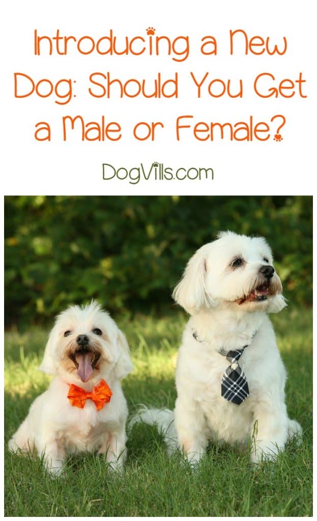 Contrary to popular belief, sex has nothing to do with success when introducing a new dog to the home. Introducing a new dog is all about personality.