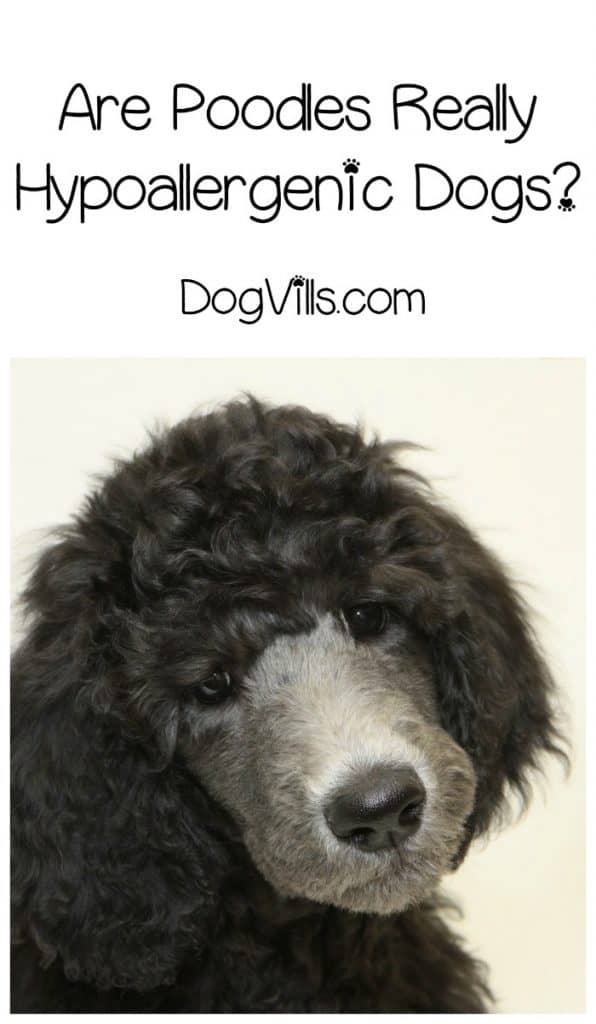 Are poodles hypoallergenic? If you're looking for a furry friend that's compatible with your allergies, you'll love the answer!