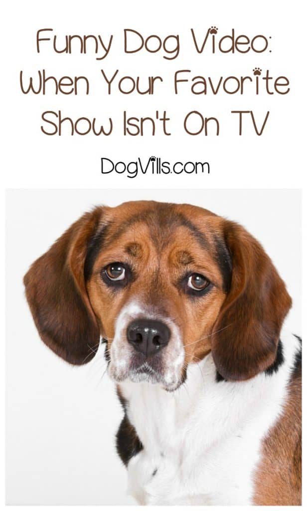 Does your dog watch TV? Check out this funny dog video of a pup who isn't too thrilled about the show his people are watching!