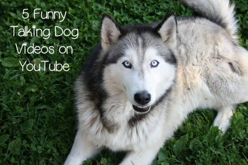 Nothing brightens a dreary morning better than one of these funny talking dog videos on YouTube! Check them out and start your day with laughter!