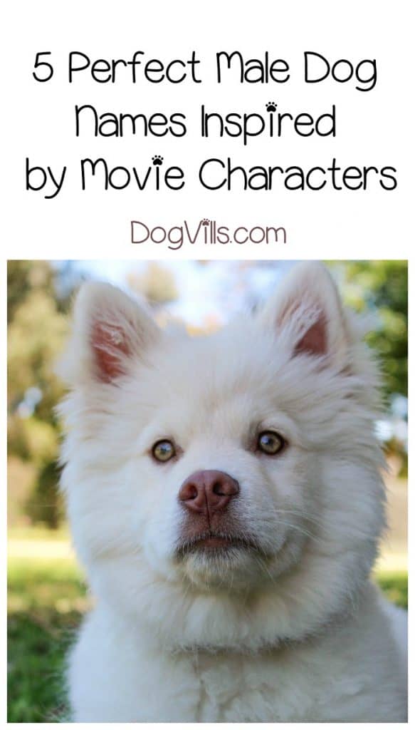 Looking for cool male dog names for your newly adopted pup? Check out our favorites inspired by movie characters!