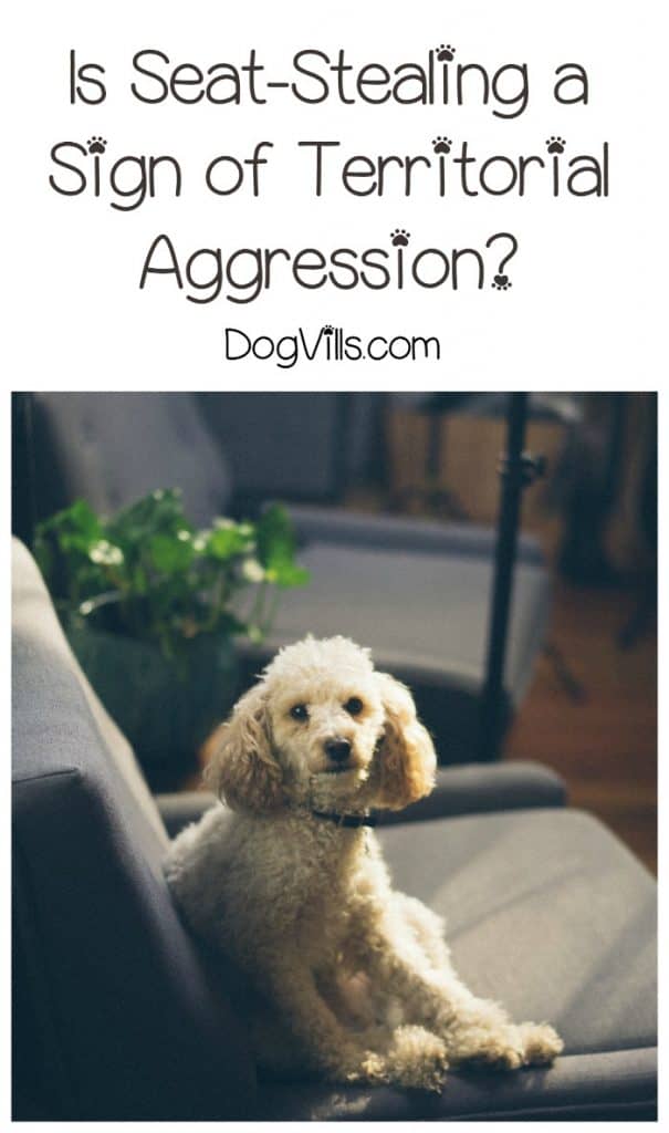 A reader asked “my dog keeps stealing my seat, is it a sign of territorial aggression?” Check out the answer & get more training tips for dealing with aggression!