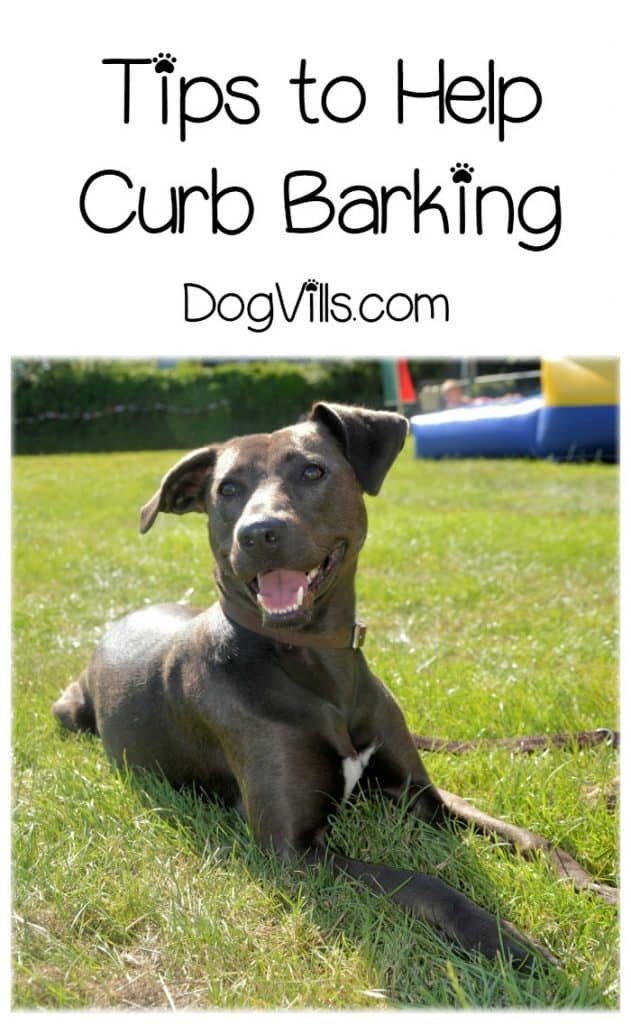 Got a loud pooch? Check out these tips to curb barking in dogs!