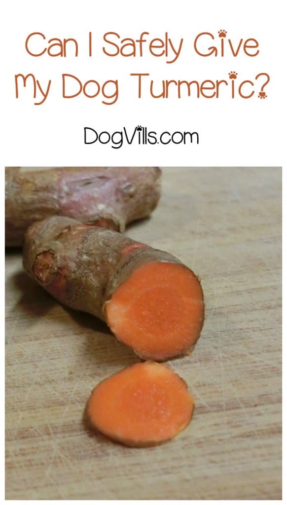 Can I give turmeric to my dog? Turmeric for dogs has been shown to have many health benefits. Find out how to safely use it with your pooch!.