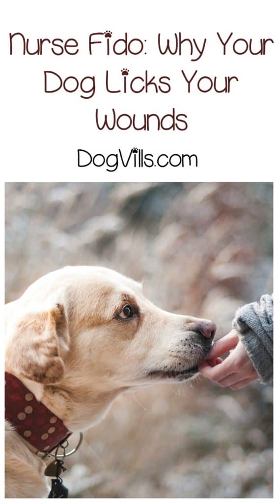 Why do dogs lick wounds & how can you get them to stop? Check out our dog training tips to find out!