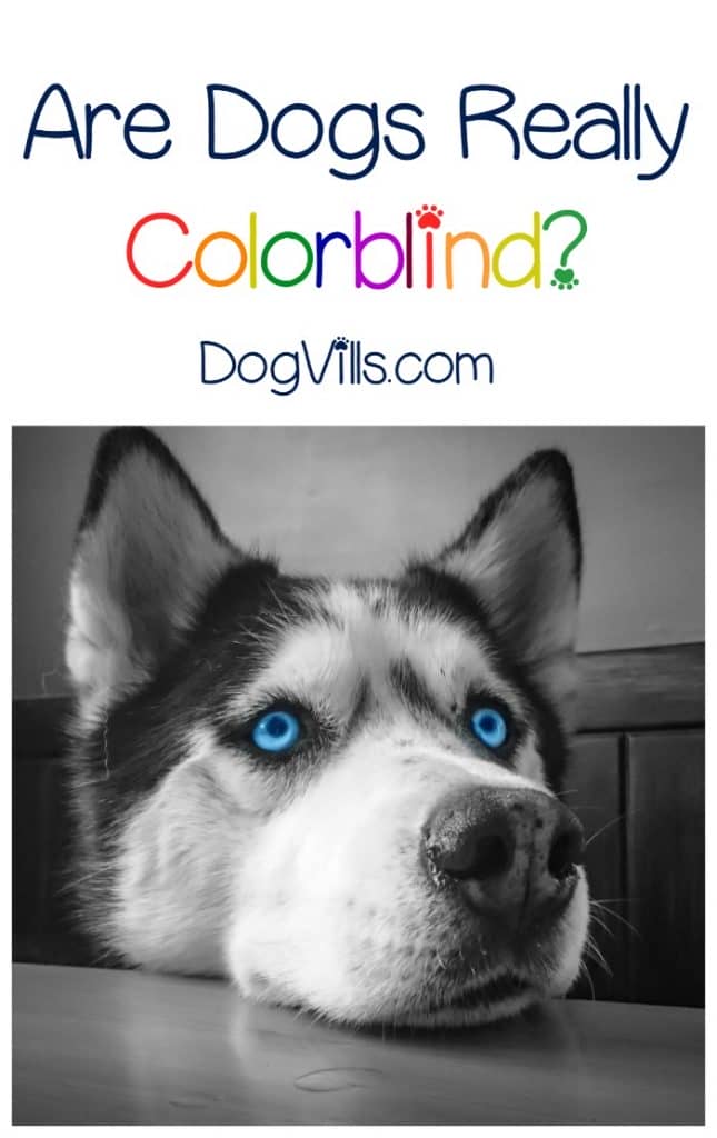 Are dogs colorblind? Find out the answer to this age-old myth about our dog’s abilities to see both colors and different shades!