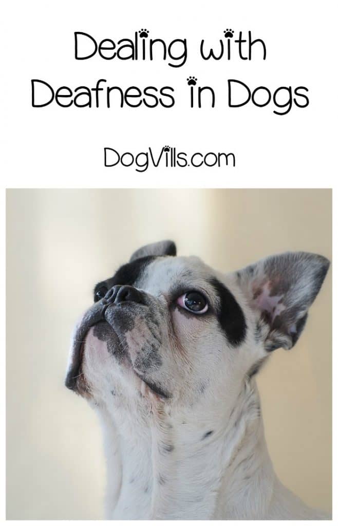 How do you know if your dog is going deaf and what can you do to help? Check out our dog health tips to find out!