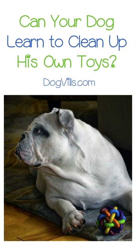 Can a dog clean up his toys? It really depends on YOU and how much training you're willing to put in. Check out our dog training tips to see how!