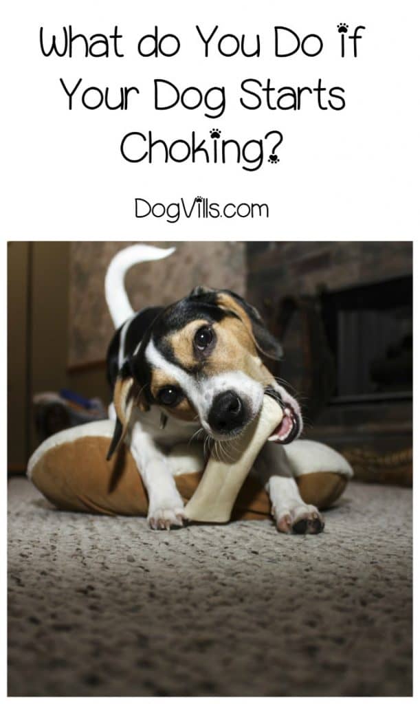 What do you do if your dog is choking? It’s such a scary situation. Check out our life-saving dog health tips on how to help!