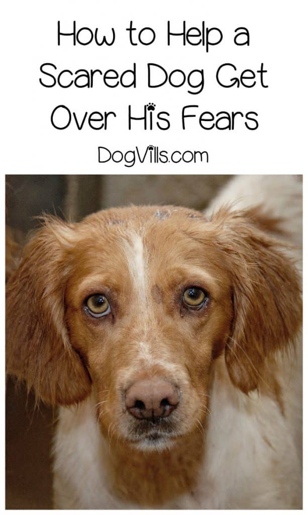 How do you ease dog fears, especially when they seem so illogical? Check out our dog training tips to help Fido stop being such a scaredy cat!