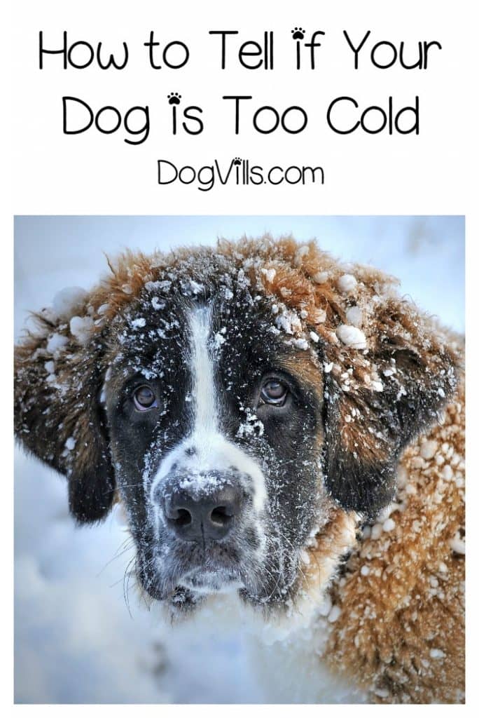 Wondering how to tell if your dog is cold? Check out these dog health tips & keep Fido from freezing this winter!