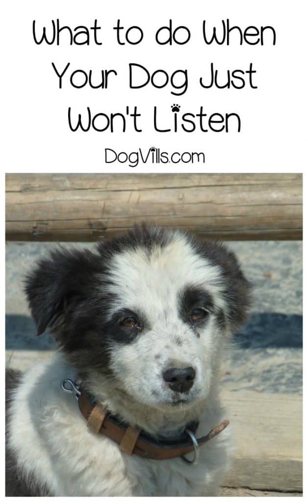 Wondering what to do if your dog won’t listen? Check out our dog training tips to fix the breakdown in communication.