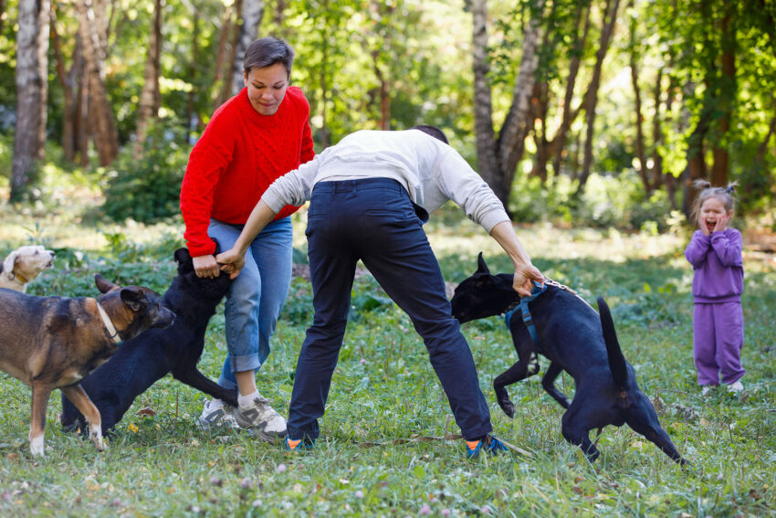 How to break up a dog fight