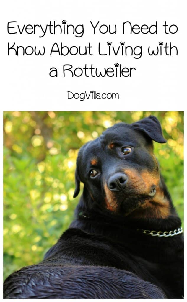 Living with a Rottweiler is no more dangerous than living with any other large dog breeds. Check out everything you need to know about life with this dog!