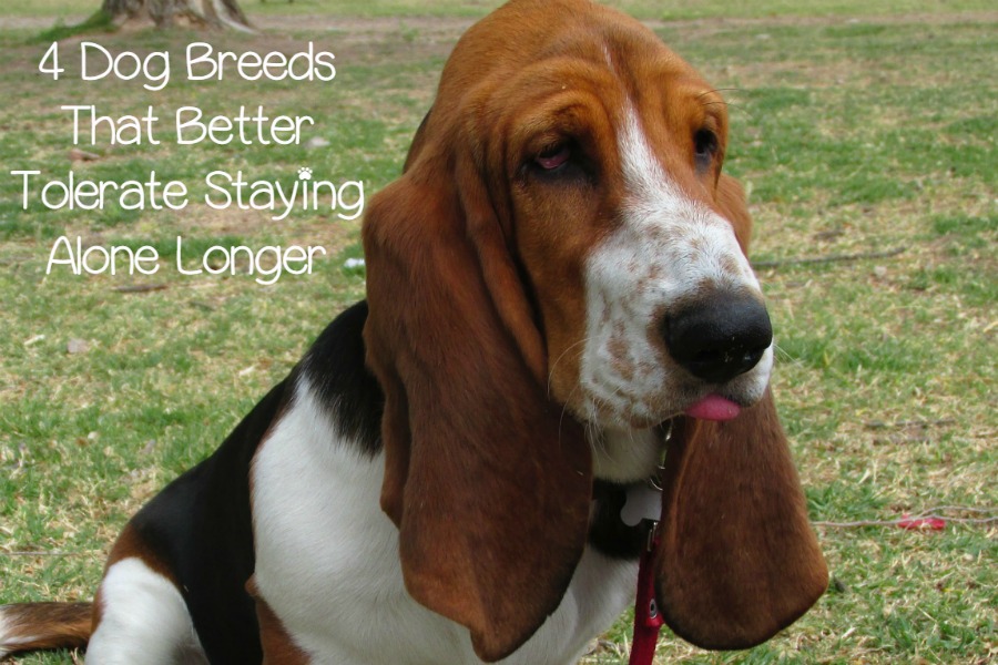 Which Dog Breeds Better Tolerate Staying Alone? DogVills