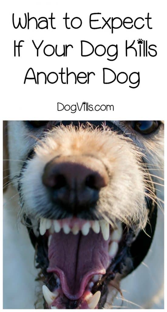 If your dog kills another dog, it's a stressful situation no matter who's at fault. Learn what to do if this happens to you & training tips to prevent it in the first place.