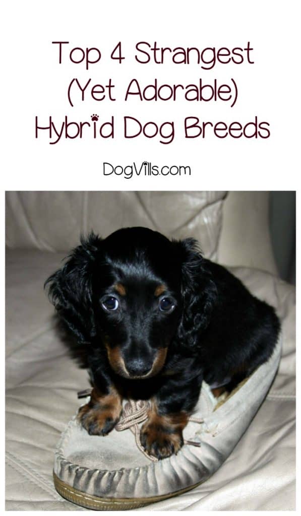 Hybrid dog breeds are super popular right now, and for good reason! While these four may be strange mixes, they’re definitely adorable! Check them out!