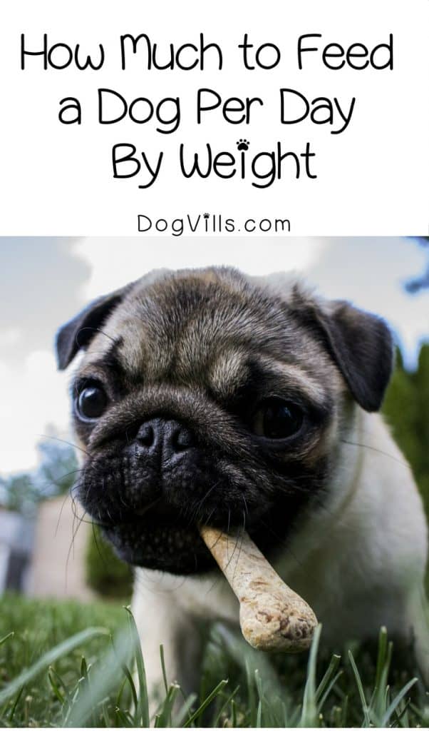 Do you know how much to feed a dog per day by weight? Check out our dog health tips for feeding Fido right!