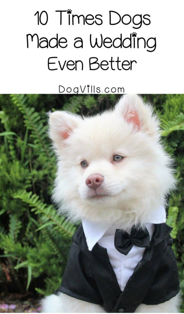 Want to include your pooch in your dream day? Check out these 10 times dogs made a wedding even better! Too much cuteness to handle!