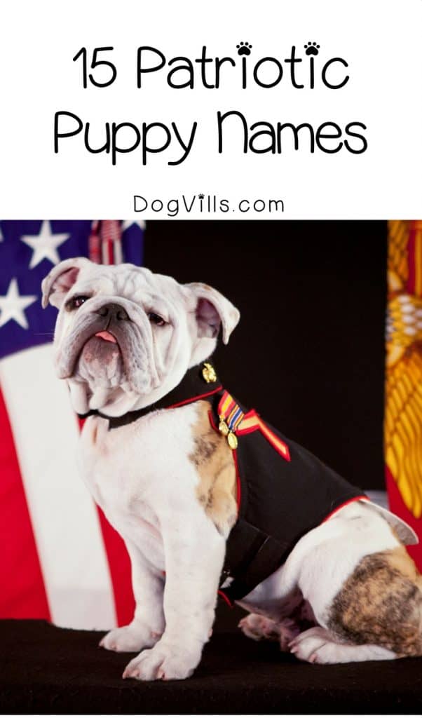 If you are searching for a patriotic name for your puppy, look no further. Here are 15 patriotic dog names that show your love for your country.