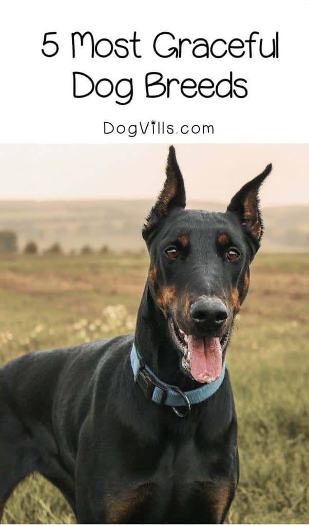 All dogs are gorgeous in their own way, but some are just incredibly elegant. Check out our picks for the top five most graceful dog breeds!