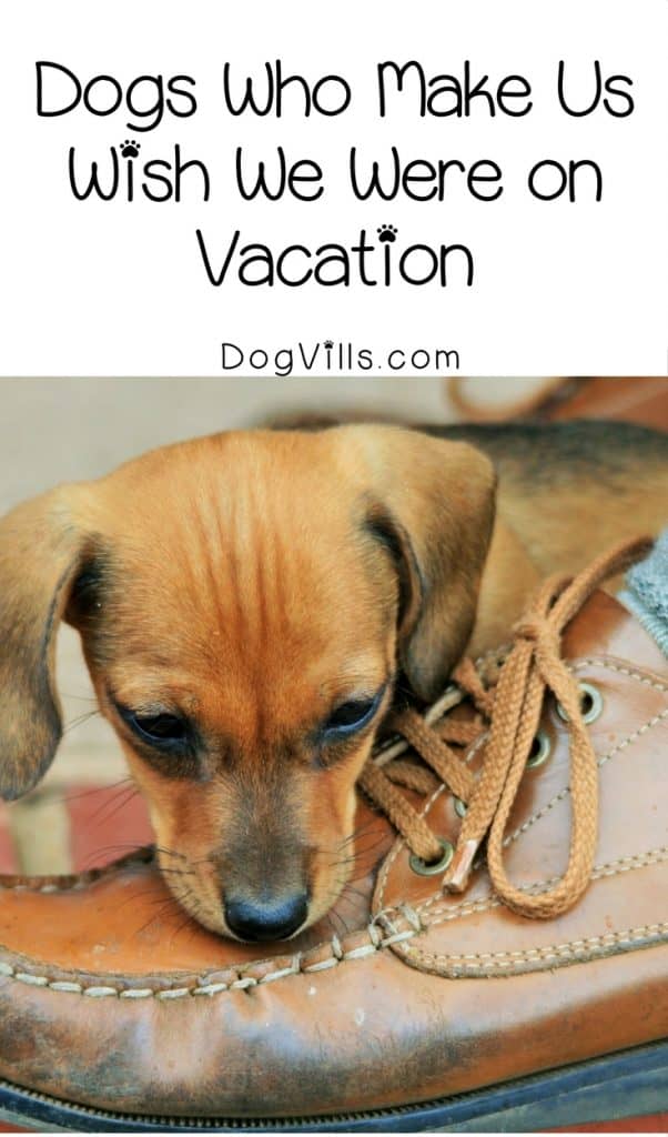 These 12 cute dog pictures really make us wish we were on vacation right now! Check them out and start planning your vacation with Fido!