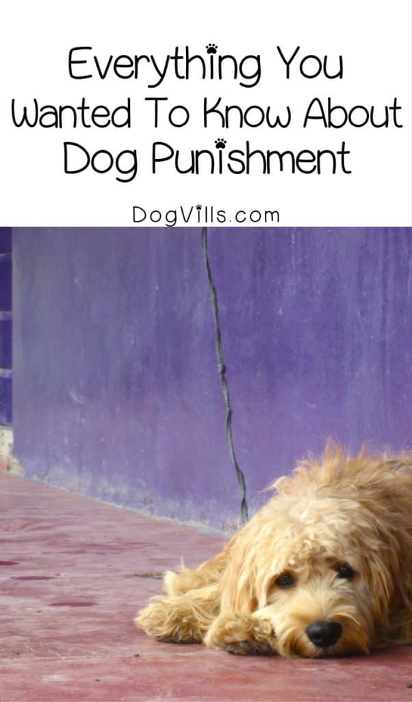 How do you discipline a #dog? Here’s a hint: dog punishment does not work! Check out training tips to make sure you’re not making major mistakes when it comes to discipline!