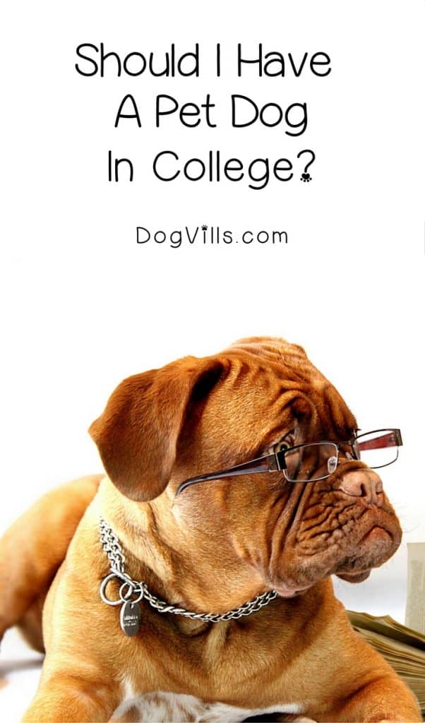 Should you get a pet dog in college? There are a few important factors and adoption tips to consider before you make that decision. Check them out!