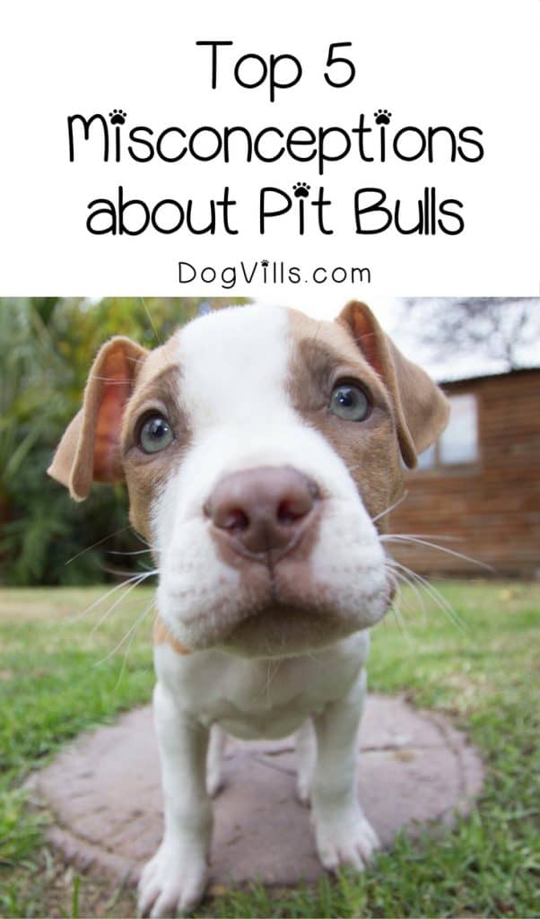 Pitties get a bad rep in so many ways, but these are the five biggest misconceptions about pit bulls. Check them out and help educate others about the breed!