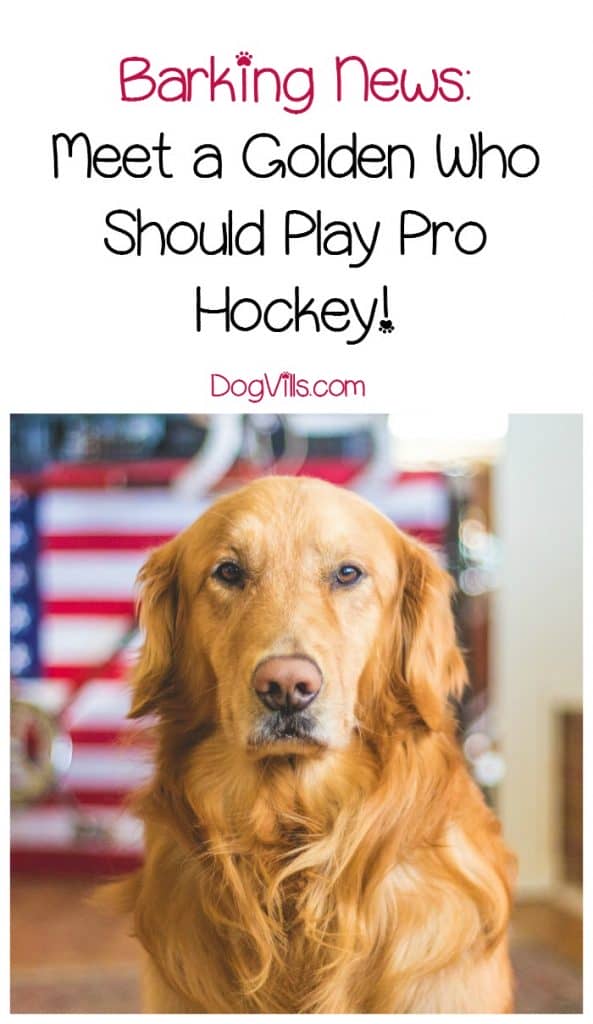 Looking for a little happy dog news to brighten your day? Check out the story of a Golden who loves hockey!