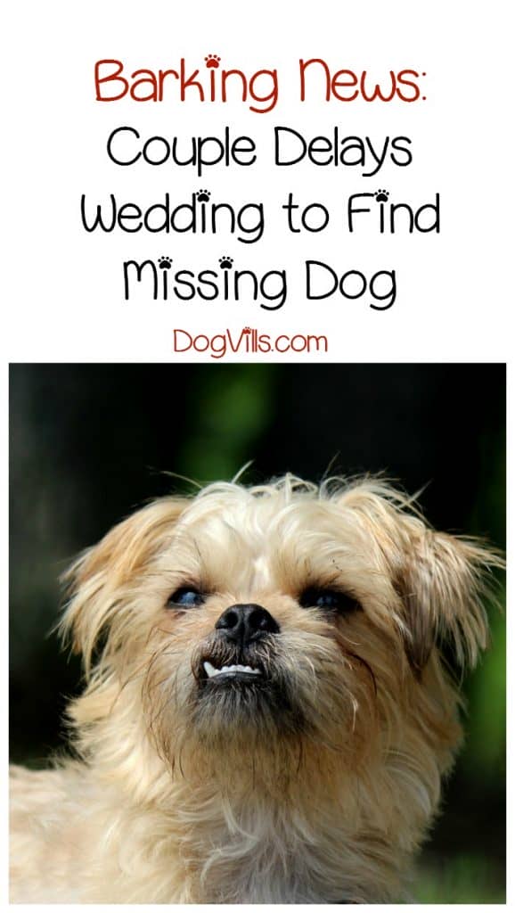 Would you delay your wedding to find your missing dog? That's what one couple did in this heartwrenching dog news story. Read all about it