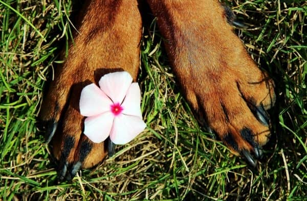 Long nails aren’t a good look (or feel!) for Fido. Check out these tips for how to trim your dog’s nails at home like a pro!