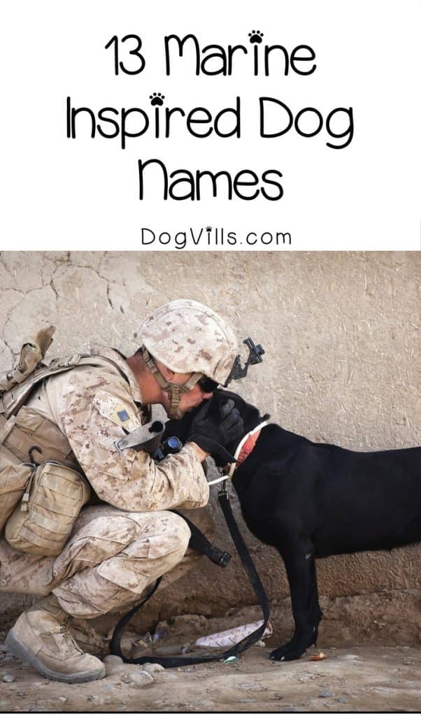 Semper Fi? How about Semper Fido? These 13 Marine-inspired dog names are the perfect way to pay tribute to the Corps! Check them out!