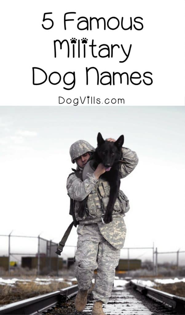 Looking for famous military dog names for your furry new patriotic pal? Check out 5 of our favorites, plus the meaning behind them!